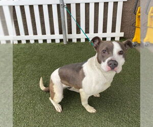 American Pit Bull Terrier Dogs for adoption in Modesto, CA, USA