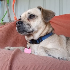 Puggle Dogs for adoption in Wahpeton, ND, USA