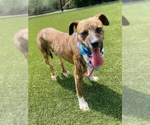 Boxer-Unknown Mix Dogs for adoption in Baytown, TX, USA