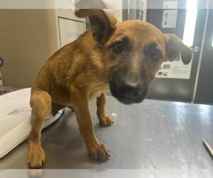 German Shepherd Dog-Unknown Mix Dogs for adoption in Visalia, CA, USA