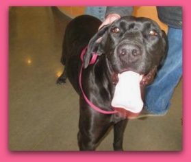Great Dane Dogs for adoption in Pampa, TX, USA