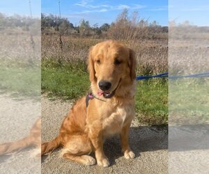 Golden Retriever Dogs for adoption in Mundelein, IL, USA