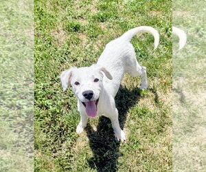 Mutt Dogs for adoption in Sandy, UT, USA