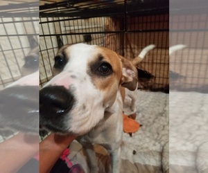 Labradinger Dogs for adoption in Chandler, AZ, USA