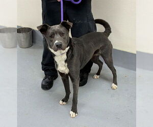 Labrador Retriever-Unknown Mix Dogs for adoption in Louisville, KY, USA