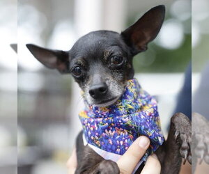 Chihuahua-Unknown Mix Dogs for adoption in San Antonio, TX, USA