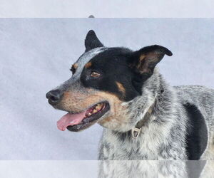 Mutt Dogs for adoption in Pasadena, CA, USA