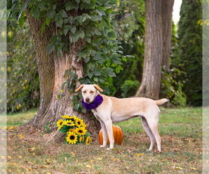 Labrador Retriever-Unknown Mix Dogs for adoption in Unionville, PA, USA