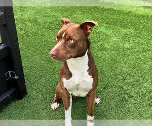 Mutt Dogs for adoption in Orange, CA, USA