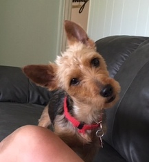 Silky Terrier Dogs for adoption in Bellbrook, OH, USA
