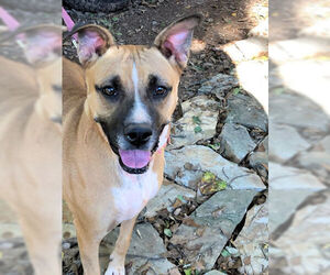 Boxer-Unknown Mix Dogs for adoption in Rutherfordton, NC, USA