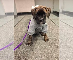 Boxer Dogs for adoption in Brights Grove, Ontario, Canada
