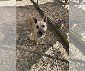 American Staffordshire Terrier-Unknown Mix Dogs for adoption in Sayreville, NJ, NJ, USA