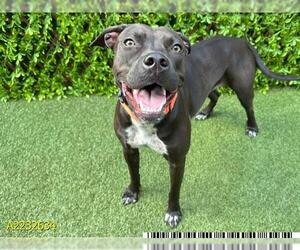 Labrador Retriever-Unknown Mix Dogs for adoption in West Palm Beach, FL, USA