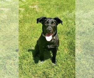 Small Labrador Retriever Mix