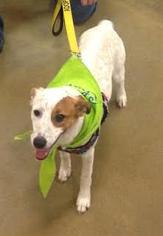 Jack Russell Terrier Dogs for adoption in Valley Falls, KS, USA
