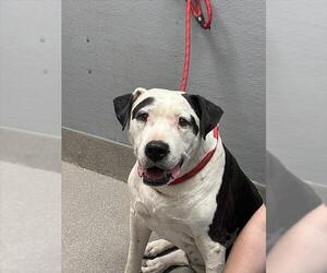 American Pit Bull Terrier-Unknown Mix Dogs for adoption in Las Vegas, NV, USA
