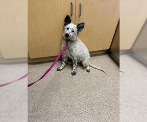 Australian Shepherd Dogs for adoption in Riverside, CA, USA