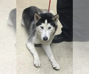 Siberian Husky Dogs for adoption in Riverside, CA, USA