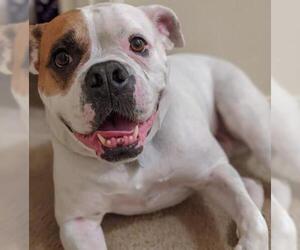 American Bulldog Dogs for adoption in COLUMBIA, MD, USA