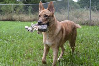 German Shepherd Dog-Unknown Mix Dogs for adoption in Cochran, GA, USA