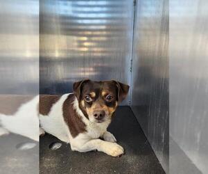 Chihuahua-Unknown Mix Dogs for adoption in San Antonio, TX, USA