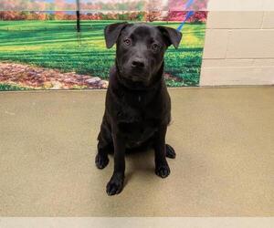 Labrador Retriever-Unknown Mix Dogs for adoption in Moreno Valley, CA, USA