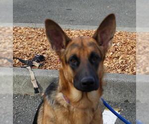 German Shepherd Dog Dogs for adoption in danville, CA, USA
