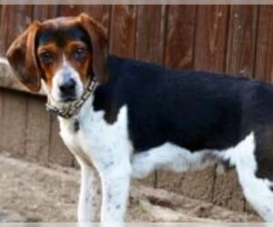 Beagle Dogs for adoption in Dallas, TX, USA