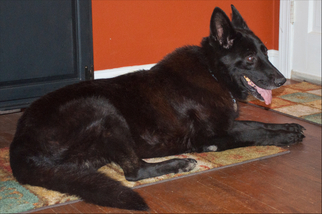 German Shepherd Dog Dogs for adoption in Centreville, VA, USA