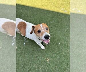 Jack Russell Terrier Dogs for adoption in garner, NC, USA