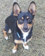 Dorgi Dogs for adoption in Weatherford, OK, USA