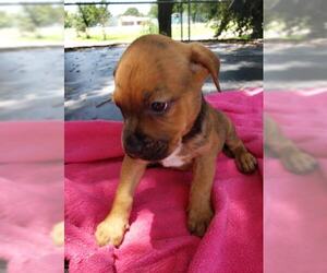 Boxador Dogs for adoption in Rosenberg, TX, USA