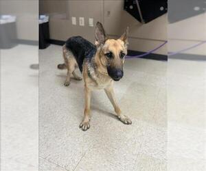 German Shepherd Dog Dogs for adoption in Conroe, TX, USA