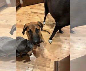 Mutt Dogs for adoption in New London, WI, USA