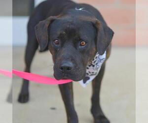 American Staffordshire Terrier-Unknown Mix Dogs for adoption in San Antonio, TX, USA