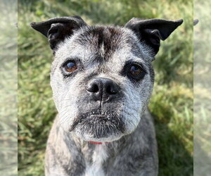 Pug-Unknown Mix Dogs for adoption in Jefferson, WI, USA