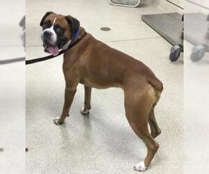 Boxer Dogs for adoption in Riverside, CA, USA