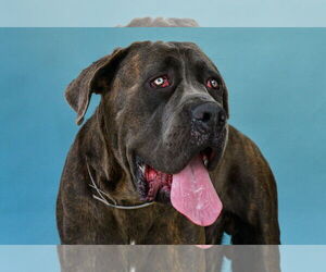 Mutt Dogs for adoption in Pasadena, CA, USA