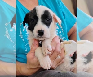 Australian Shepherd-Collie Mix Dogs for adoption in Scottsboro, AL, USA