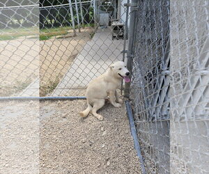 Siberian Husky-Unknown Mix Dogs for adoption in Maquoketa, IA, USA