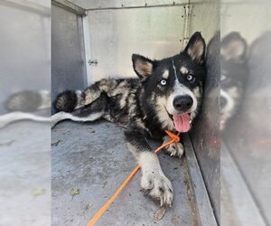 Siberian Husky Dogs for adoption in Temple, TX, USA