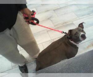 American Pit Bull Terrier Dogs for adoption in Charlotte, NC, USA