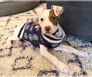 Mutt Dogs for adoption in Clarkston, MI, USA