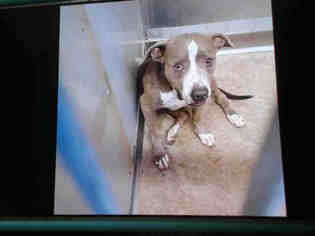 Medium Photo #1 American Pit Bull Terrier Puppy For Sale in San Bernardino, CA, USA
