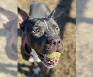 American Pit Bull Terrier Dogs for adoption in Virginia Beach, VA, USA