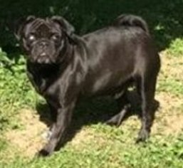 Pug Dogs for adoption in Blakeslee, PA, USA