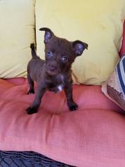 Medium Photo #1 Chiranian Puppy For Sale in Scottsboro, AL, USA