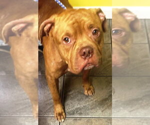 American Bulldog Dogs for adoption in Westminster, MD, USA