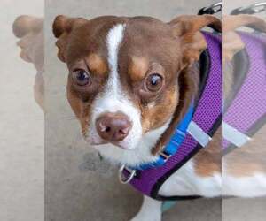 Border Terrier-Chihuahua Mix Dogs for adoption in Kennesaw, GA, USA